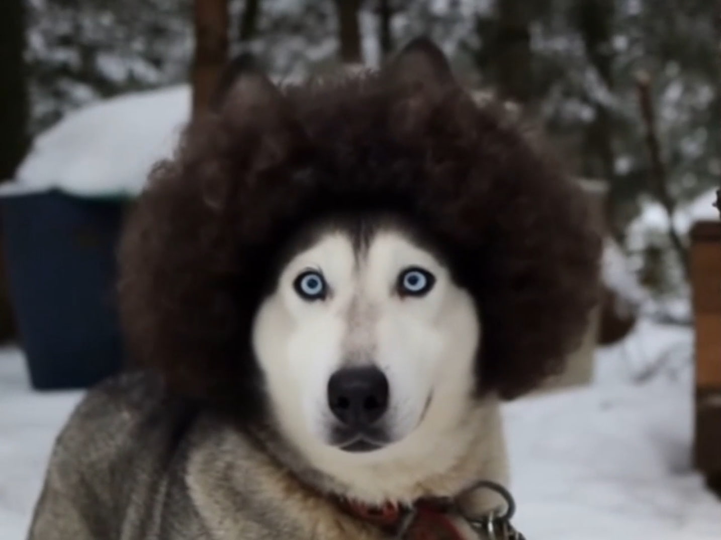 Poofy Hair Cover Image